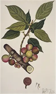 Ficus glomerata Print, 1795-1805, Natural History Museum