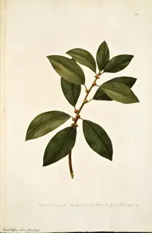 Moraceae Family Plants Prints: Ficus obliqua, small leaved fig tree