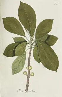Moraceae Family Plants Prints: Ficus scabra