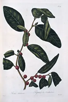 Botany Library Collection Prints: Ficus tinctoria, dye fig