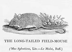 Prints of mus sylvaticus - the LONG- TAILED FIELD-MOUSE : this is the Country Mouse of Aesops fable, who prefers to risk reapers and predator birds to adopting an urban lifestyle Aesop Prints: Long-tailed Field-Mouse Print (Bewick)