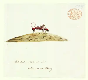 Prints of Watercolour 405 by the Port Jackson Painter, entitled Mong, from the Watling Collection Related Prints: Fire Ant Watercolour Print by Mong from the Watling Collection