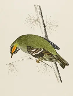 Prints of FIRE-CRESTED WREN (Regulus ignicapillus) sometimes called the FIRECREST An irregular visitor to Britain Regulus Prints: Fire-Crested Wren Print