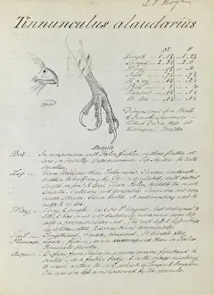 Historical Bird Artwork Prints: First page of notes relating to Kestrel