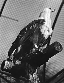 London Zoo Birds Prints: FISH EAGLE