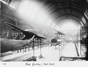 Fish Gallery, September 1890 Fish Gallery, September 1890