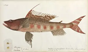 Western Australia Marine Life Prints: Fish illustration