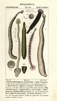 Prints of Fish leech and freshwater leeches
