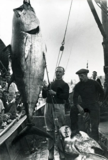 Fisherman with a mate with a catch of giant tuna Fisherman with a mate with a catch of giant tuna