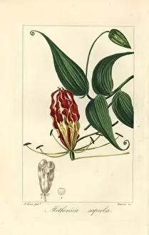 Prints of Flame lily, Gloriosa superba Botanical Prints: Flame Lily Print, Gloriosa superba, 1820 Engraving