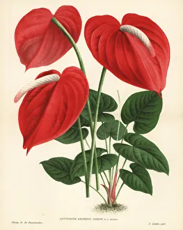 Flamingo flower hybrid, Anthurium Archiduc Joseph Flamingo flower hybrid, Anthurium Archiduc Joseph