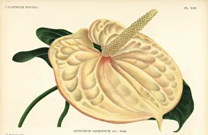 Flamingo flower, new hybrid, Anthurium salmoneum Flamingo flower, new hybrid, Anthurium salmoneum