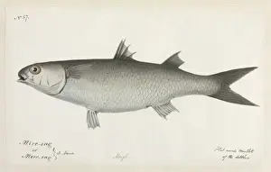 Native Australian Animals Prints: Flat nosed mullet