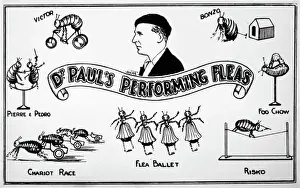 Prints of An advert for Doctor Pauls Performing Fleas Flea Prints: Doctor Paul's Performing Fleas Print