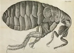 Flea Print from Micrographia (1665)