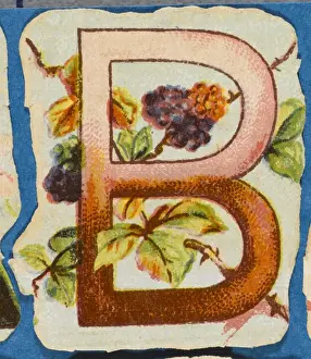 Antique Botanical Prints Online Prints: FLOWER B