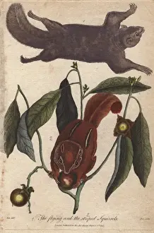 Ebenezer Sibly Artwork Prints: Flying squirrel and striped squirrel, Glaucomys