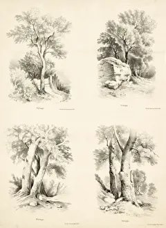 Tree Leaf Identification Prints: Foliage