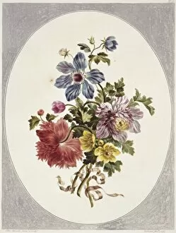 A Collection Of Flowers Collection: Folio 17 from A Collection of Flowers by John Edwards