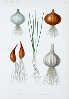 Prints of Plate 8 from Le Regne Vegetal, Vol 12, Hort. Atlas (1870). Held in the Botany Library at the Natural History Museum, London. Illustration entitled Plantes bulbeuses alimentaires Botanical Prints: Food Plant Bulbs Print, Le Regne Vegetal, 1870