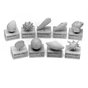 Foraminifera Models Print, Ruess and Fric (1861)