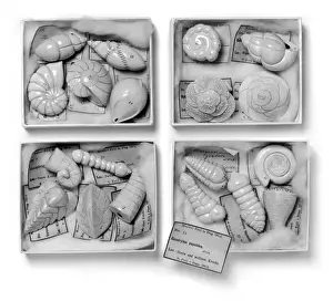 Foraminifera Models Print by Ruess and Fric