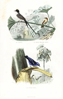 Fork-tailed flycatcher, rufous flycatcher-thrush Fork-tailed flycatcher, rufous flycatcher-thrush