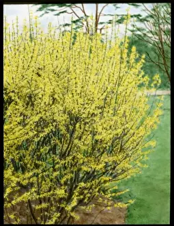 Bright Yellow Blooms Prints: Forsythia Intermedia