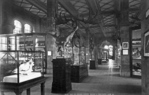 Fossil Mammal Gallery, Natural History Museum Fossil Mammal Gallery, Natural History Museum