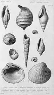 Marine Invertebrate Fossils Prints: Fossil shells of the Eocene Tertiary Period