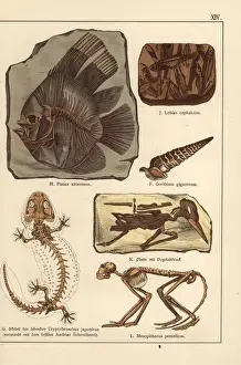 Extinct Bird Species Prints: Fossil skeletons of fish, shell, bird and monkey