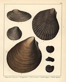 Handcolored Lithograph Prints: Fossils of extinct bivalves