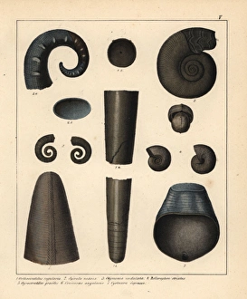 Fossils of extinct cephalopods and ammonoids Fossils of extinct cephalopods and ammonoids