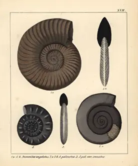 Extinct Ammonites Prints: Fossils of extinct encephalopods
