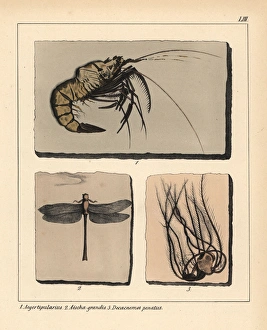 Fossils of extinct Jurassic prawn, Aeger tipularius Fossils of extinct Jurassic prawn, Aeger tipularius