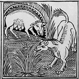 15th-century Print of The Fox and the Boar from Aesop's Fable