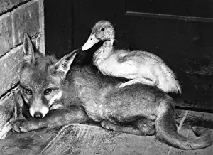 Fox and Duckling Unusual Friends Print, 1950s