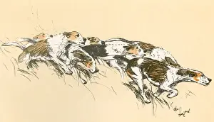 Foxhounds with their hackles up, 1926 Print