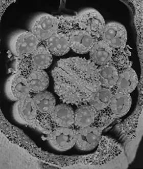 Plant Reproduction Biology Prints: Fractured anther