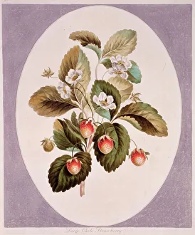 Fragaria chiloensis, Chilean strawberry Fragaria chiloensis, Chilean strawberry