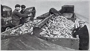 Fresh herring being loaded upon trucks. Date: November 1910 Fresh herring being loaded upon trucks. Date: November 1910