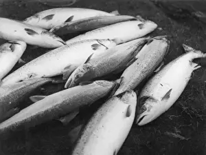 Fresh Catch Of The Day Prints: Fresh Salmon Catch
