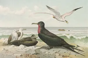 Prints of A red-chested member of the FREGATIDAE family : known to some as Son of the sun. Also known as Man-of-war birds Frigatebird Prints: Frigate Bird Print: A Red-Chested Fregatidae Member