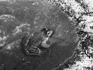 Reptiles And Amphibians Images Prints: FROG BATH