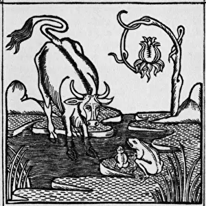 Historical Literature Prints: The frog & the bull