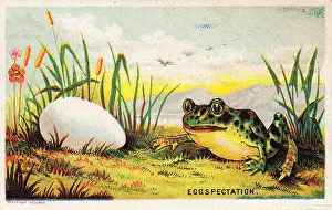 Frog and Duck Egg Print circa 1890s