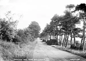 Prints of Frosses Bog near Ballymena - a view of a tree lined country road with turf stacked. (Location: Northern Ireland; County Antrim; Ballymena). Date: circa early 1900s County Antrim Prints: Frosses Bog Print - Early 20th Century Scene, County Antrim