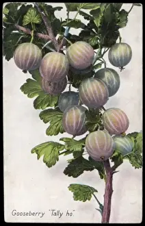 Prints of Gooseberries - tally ho Still Life Artwork Prints: Fruit Print - Gooseberry Gooseberries