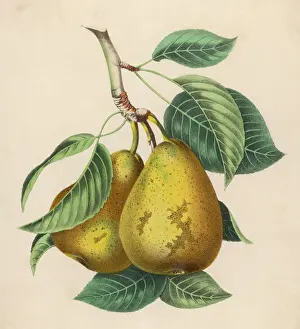 Fruit Still Life Photography Prints: Fruit / Pair of Pears