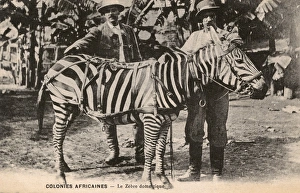 Gabon, Africa - Domesticated Zebra and two colonials Gabon, Africa - Domesticated Zebra and two colonials